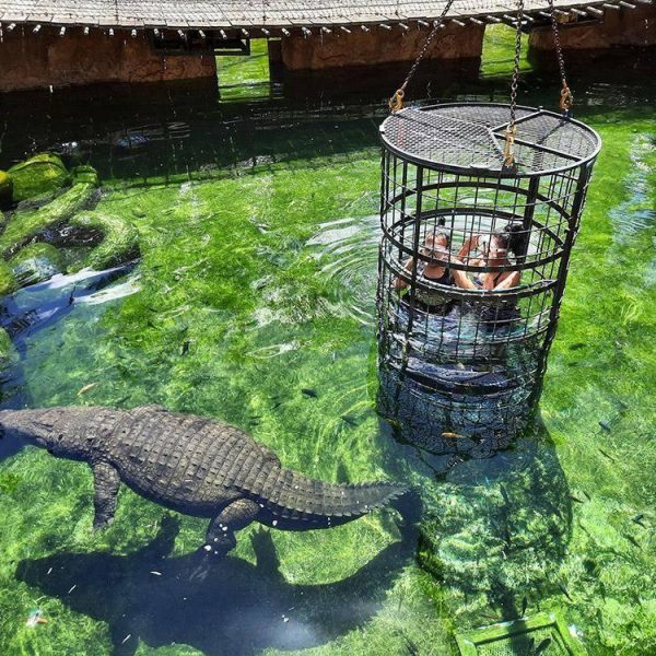 Croc-cage Dive with Nile crocodiles
